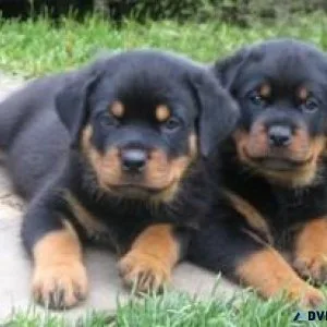 Male And Female Rottweiler Puppies For Adoptions
