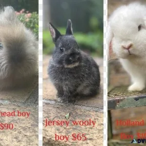 Different breeds of bunny rabbits for sale