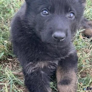 German Shepherds