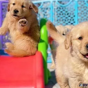 Gorgeous Golden Retriever puppies.