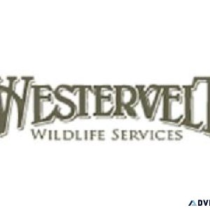 Contact Westervelt Wildlife Services for A Deer Management Plan.