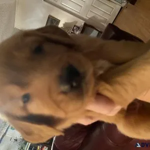 Golden Retriever pups. 3rd gen. Dna tested.