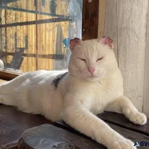 Adorable Cat Looking for Loving Home