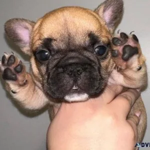 French Bulldog Puppies For Sale