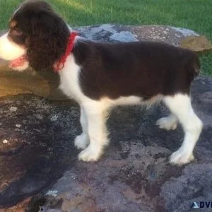 Lovely English Springer Spaniel puppies