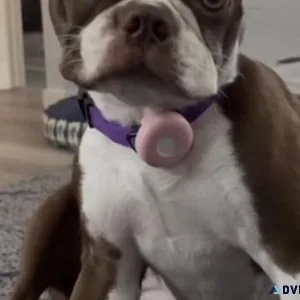 Boston Terrier