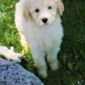 Super adorable Goldendoodle Puppies