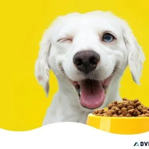 Discover The Best Cat Food Suppliers Online At AuzPetz