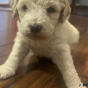 Standard poodle puppies