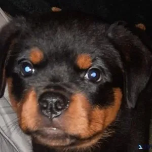 immediate expert German rottweiler puppies for Sale
