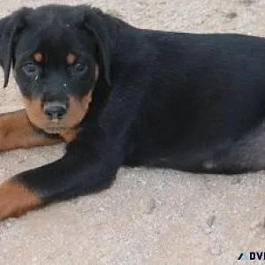 lawful expert German rottweiler puppies for Sale