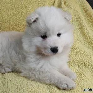 Samoyed puppies