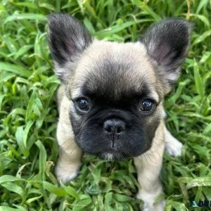 French bulldog puppies