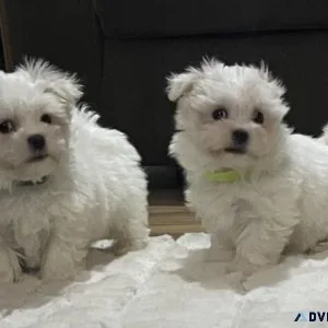 Healthy  Maltese puppies