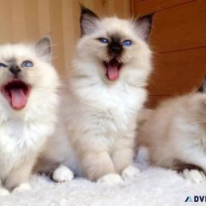 Birman Kittens For Sale