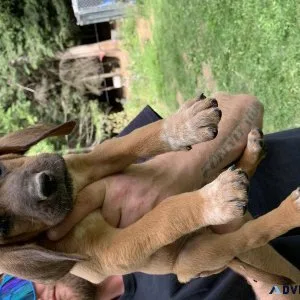 Hound puppies