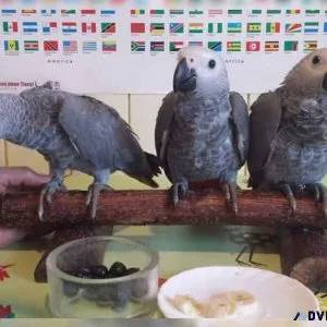 AFRICAN GREY PARROTS FOR SALE