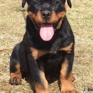naughty every German rottweiler puppies for Sale