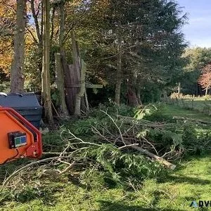 Professional Tree Removal and Tree Cutting Services Aberdeen
