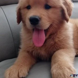 Golden Retriever puppies