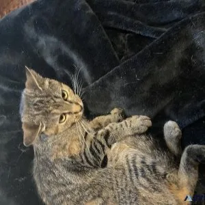 Twin sister cats