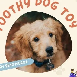 Get Toothy Dog Toy Services - Call 91 9810110201