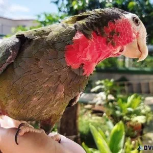 Cuban Amazon Parrot