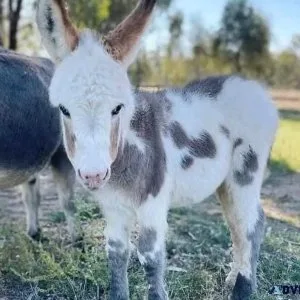 Mini donkey