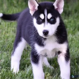 Akc reg Siberian husky male puppy (405) 783-5325