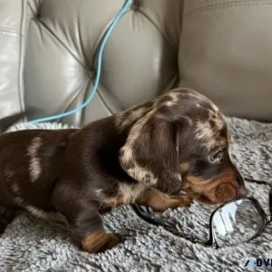 Dapple Dachshund puppies ready