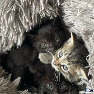 4 Beautiful Kittens For Sale..