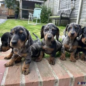2 dachshund puppies available