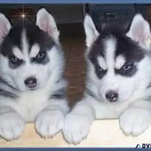 Siberian husky puppies available Text only  (917) 781-3637