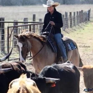MR MAGIC FAITH  2016 GRULLO GELDING  BROKE and GENTLE