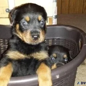 lively every German rottweiler puppies for Sale