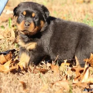 Rottweiler puppies ready