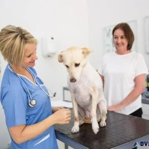 Find the Best Veterinary Doctor near Me