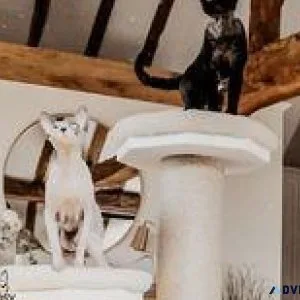 Cat Scratching Tower Online Shop