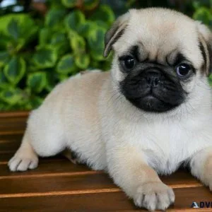 Pug pups for sale