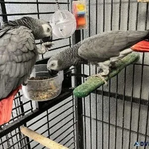 Hand-Reared African Grey Parrots For Sale With Accessories.