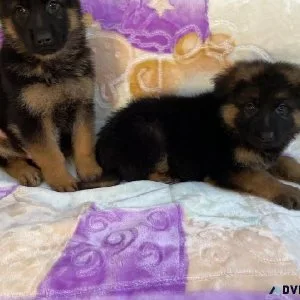 German Shepherd Puppies for Sale..(925) 265-7593