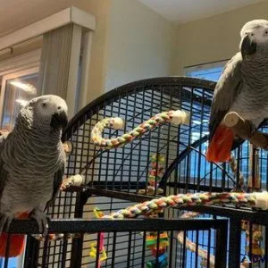 Very Friendly Congo African Grey Parrots for sale.