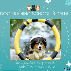 Dog Training School Delhi