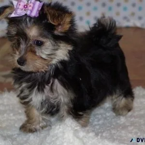 Cute Morkie Puppies