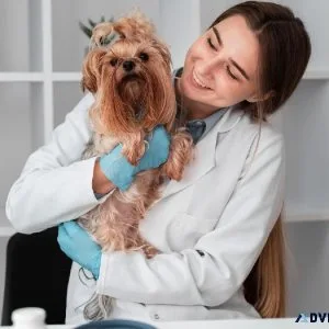 Choose The Best Veterinarian El Paso TX