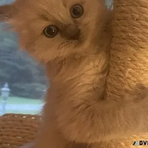 Ragdoll kittens