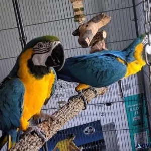 Blue and Gold Macaws for lovely homes.