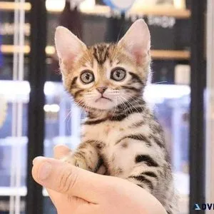 Well socialized male and female bengal kittens