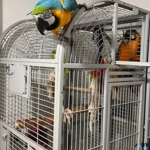 Hand reared Blue and Gold Macaws For Sale