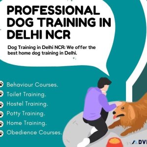Professional Dog Training in Delhi NCR